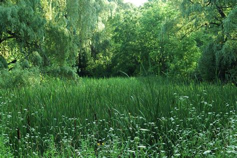 Swamp Grass 2 Photograph by Ee Photography