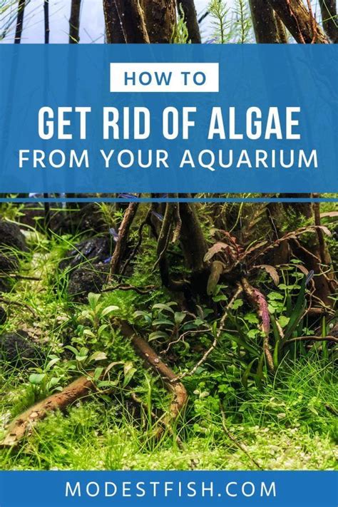 13 Types Of Aquarium Algae Causes How To Get Rid Aquarium Algae