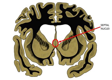 Septal nuclei - definition — Neuroscientifically Challenged