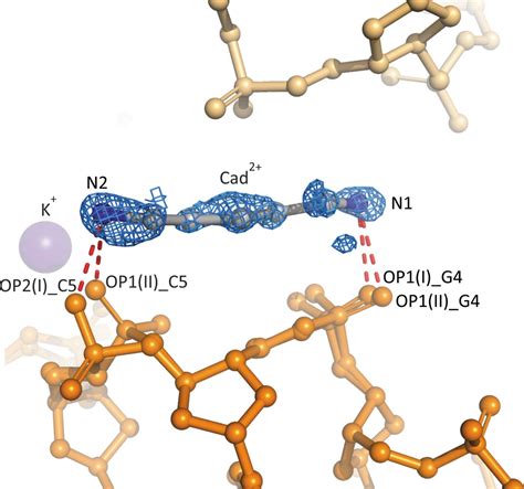 IUCr Right Handed Z DNA At Ultrahigh Resolution A Tale Of Two Hands