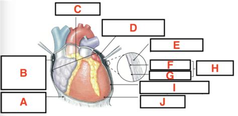 Heart Structures Flashcards Quizlet