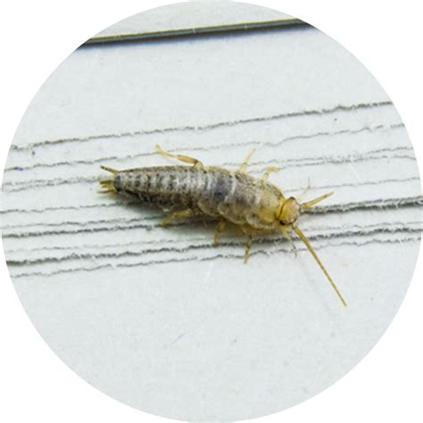 Silverfish Infestation Expert Tips For Effective Pest Management