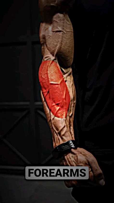 Forearms exercise | Workout videos, Forearm workout, Arm workout