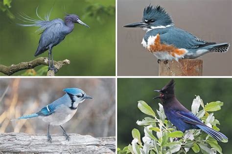 16 Blue Colored Birds With Names and Images