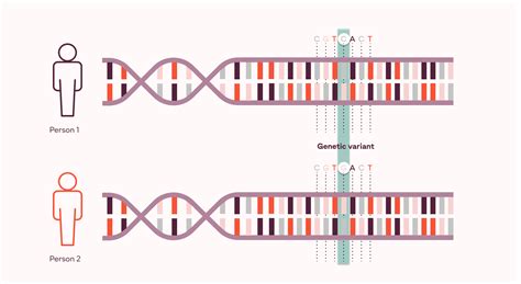 How Much Of My Dna Is Unique