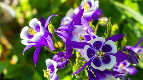 How To Grow And Take Care Of Columbine Flower