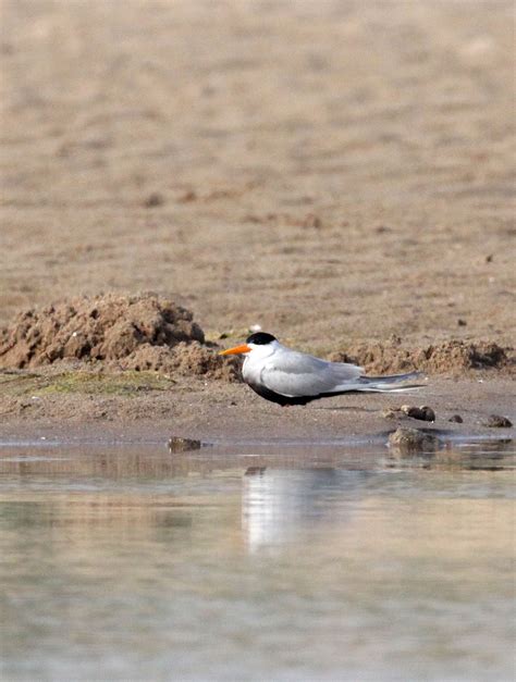 Black Bellied Tern Sterna Acuticauda Chambal India Coke Smith Wildlife