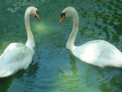 La Belleza De La Vida Cisnes Del Parque De Maria Luisa Opensea