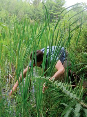 Cattail Rhizome: Flour from the Marsh | Autumn 2015 | Knots and | Rhizome, Edible wild plants ...