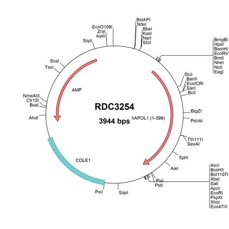 Human Apolipoprotein L1/APOL1 (NP_003652.2) VersaClone cDNA RDC3254: R&D Systems