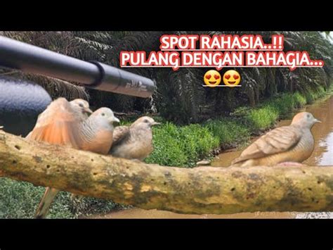 AMAZING Si EMAK Berburu Tekukur Di Spot Terlarang YouTube