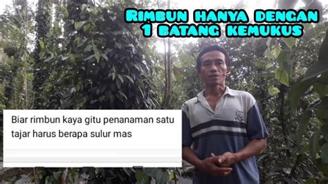 Satu Tajar Satu Batang Kemukus Bisa Cepat Rimbun YouTube