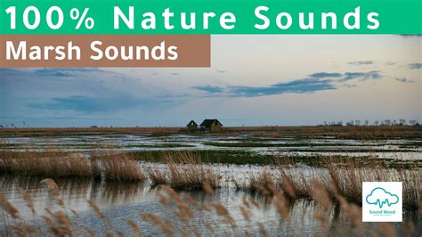 Marsh Sounds And Birdsong Soothing Calm Nature Sounds For Relaxing