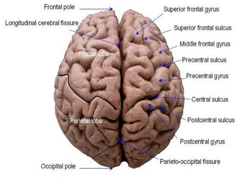 Anatomy of the Cerebrum