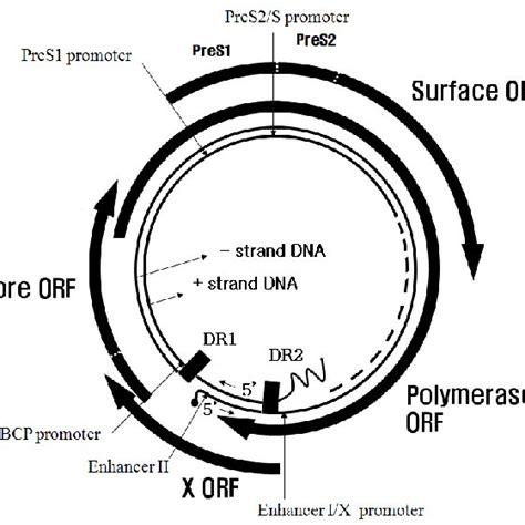 Genomic Structure Of Hepatitis B Virus Four Open Reading Frames And