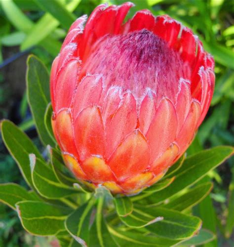 Protea Red Ice Live Plant Etsy