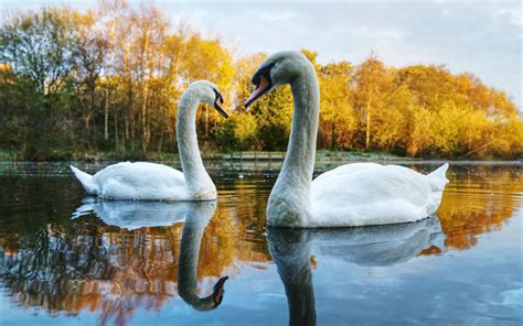 Download Wallpapers Lake White Swans Beautiful Birds Couple Of Swans