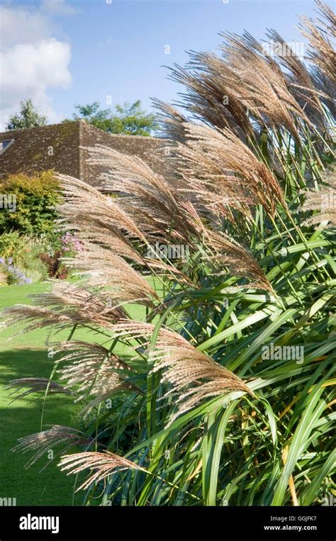 Miscanthus Sinensis Miw252005 Stock Photo Alamy