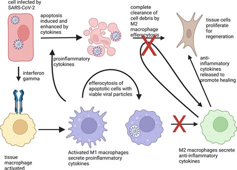 COVID 19 Locked In A Pro Inflammatory State ELife