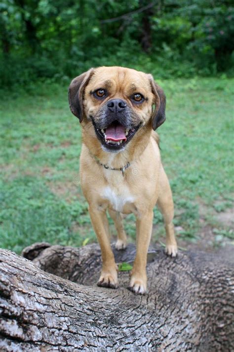 Puggle At The Park Stock Image Image Of Exercise Looking 120446777