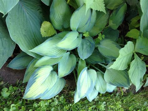 Hosta Paradise Joyce Catrinas Garden