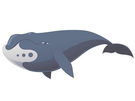 Funny Bowhead Whale Stock Clipart | Royalty-Free | FreeImages