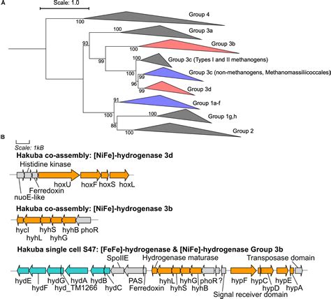 Frontiers Single Cell Genomics Of Novel Actinobacteria With The Wood