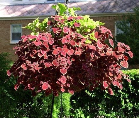 30 Best Trailing Foliage Plants For Hanging Baskets And Windowboxes