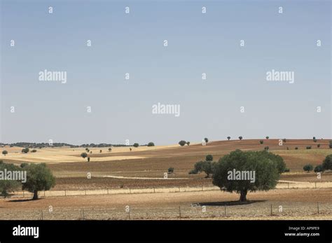 Traditional Alentejo landscape, Portugal Stock Photo - Alamy