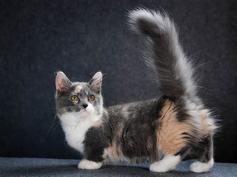 8 Amazing Facts About Munchkin Cats: Genetics, Temperament & Speed | Hepper