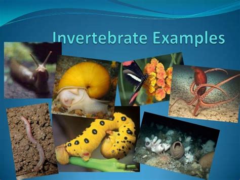 Invertebrate examples