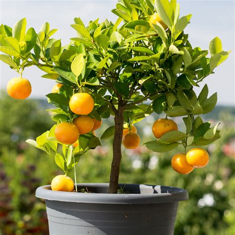 Can Orange Trees Survive The Winter