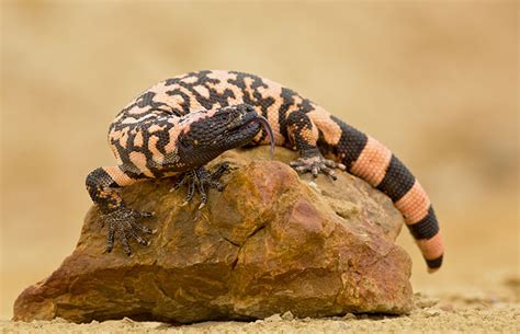 Gila Monster Life Cycle