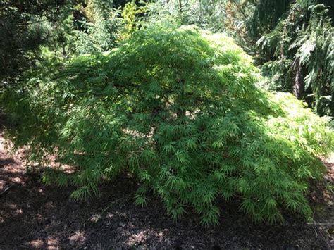 Acer Palmatum Dissectum Viridis’ Peace Of Mind Nursery