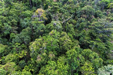 Kuranda - World Heritage Rainforest - Tripoto