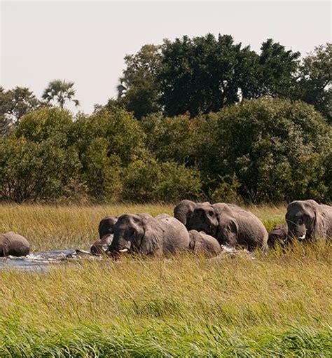 Okavango Delta – Matlapana Botanical Gardens