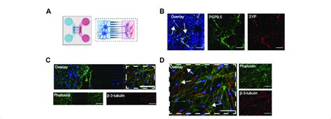 Co Cultures Of Hpsc Derived Airway Neurons And Asm Cells On A Chip A