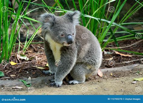 Koala Sitting On A Eucalyptus Tree Royalty Free Stock Image