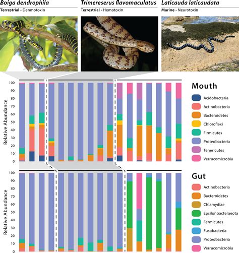 Snake Evolution Tree