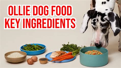 DIY Guide: Creating Your Own Ollie Dog Food Copycat Recipe