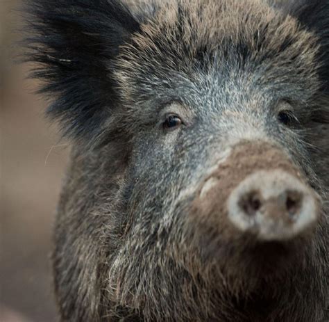 Tierseuche Bei Einem Wildschwein Nachgewiesen Welt