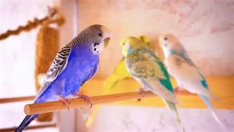 Blue Budgie | How do Budgies Become Blue?