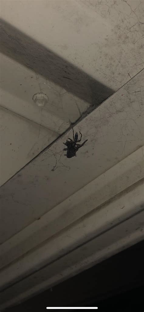 Found a (pregnant?) female Black House Spider ~ Badumna insignis : r ...