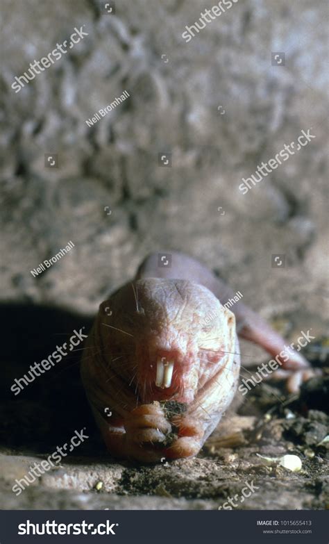 Naked Molerat Heterocephalus Glaber Juvenile Using库存照片1015655413 Shutterstock