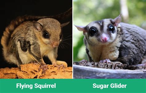 Flying Squirrel Vs Sugar Glider The Key Differences With Pictures