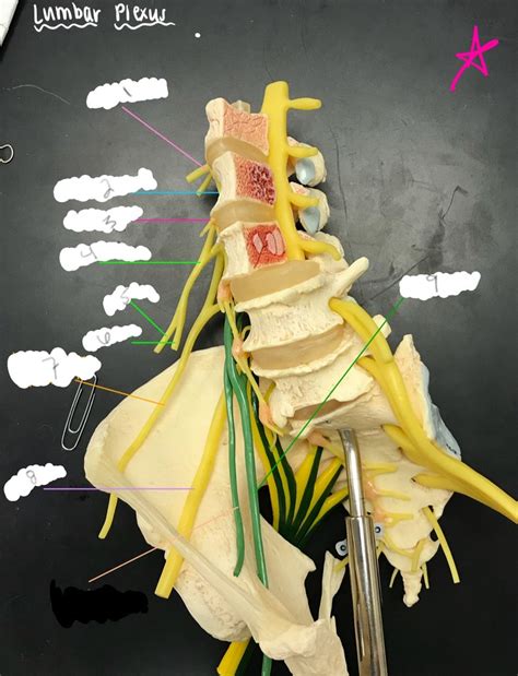 PNS Midterm Lumbar Plexus 2 Diagram Quizlet