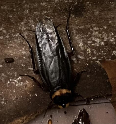 Venom American cockroach : r/roaches