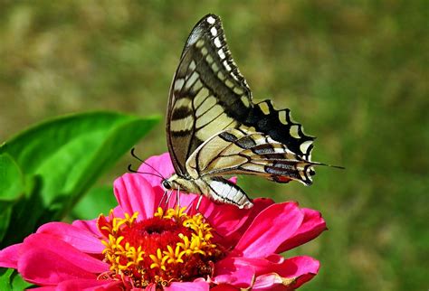 Inseto Borboleta Entomologia Foto Gratuita No Pixabay Pixabay