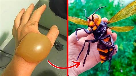 10 Insectos Más VENENOSOS Del Mundo NUNCA TE ACERQUES A ELLOS YouTube