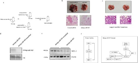 The Effects Of Shrimp Mir On Tumorigenesis Of Mslc In Vivo A A